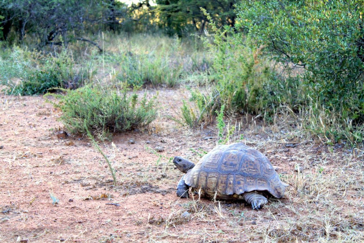 Ndlovu Log Home Dinokeng Klipdrift Extérieur photo