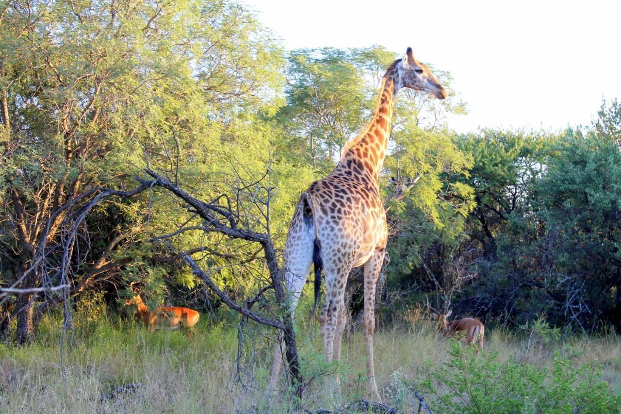 Ndlovu Log Home Dinokeng Klipdrift Extérieur photo