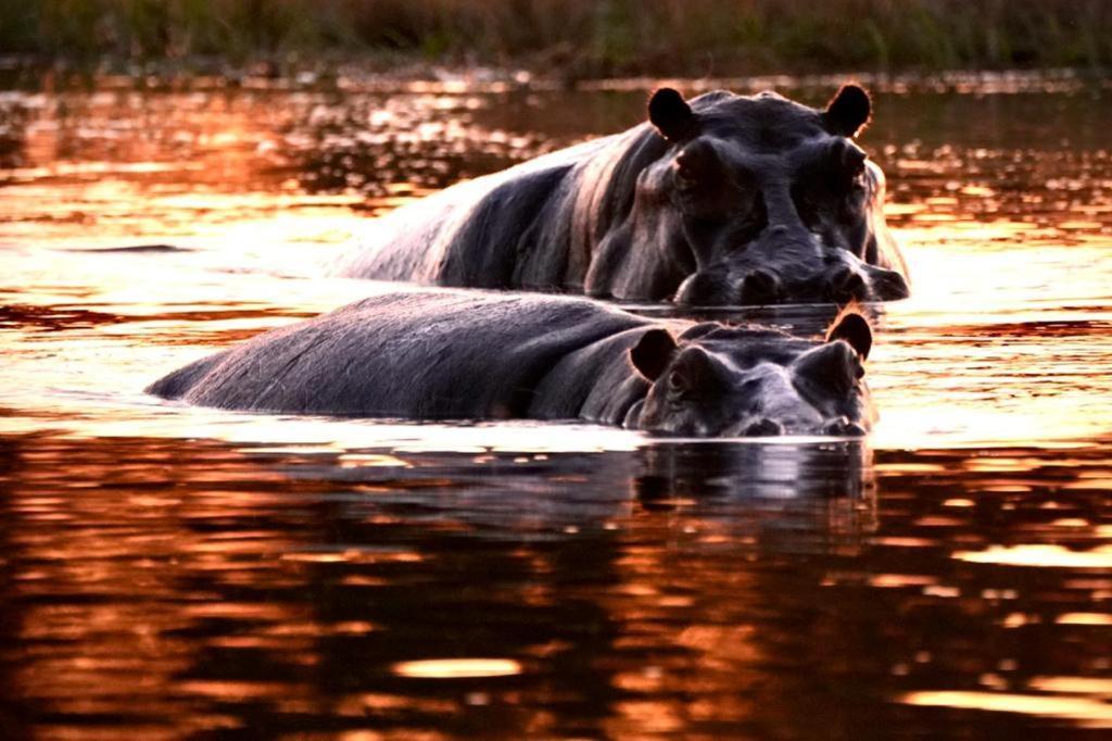 Ndlovu Log Home Dinokeng Klipdrift Extérieur photo