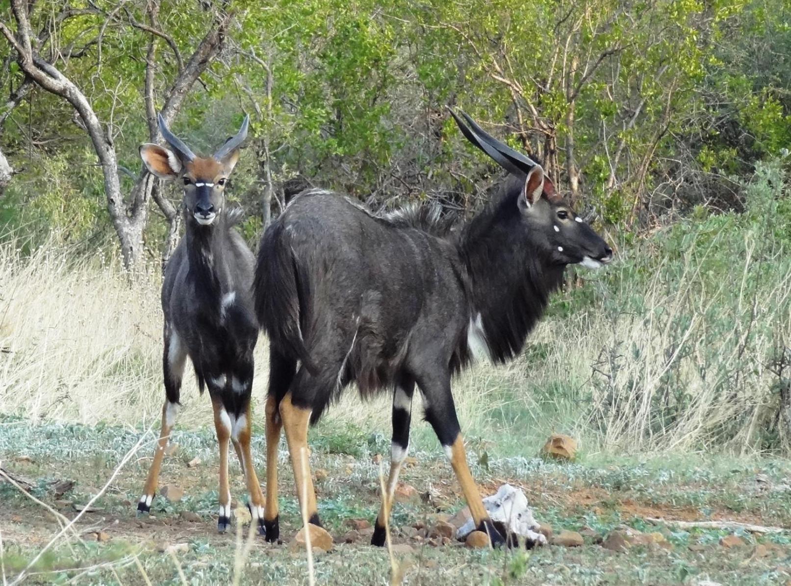 Ndlovu Log Home Dinokeng Klipdrift Extérieur photo